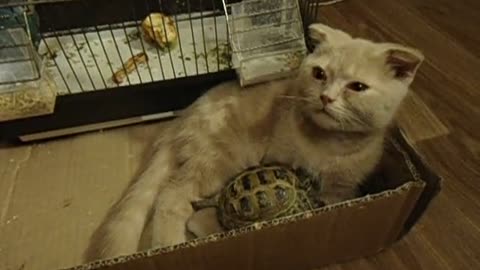 Cat and turtle share unlikely friendship