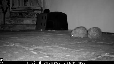 This is why hedgehogs curl up in to a ball!