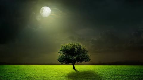 Full Moon No Copyright Video Tree Copyright Free Video Night Sky Free Stock Video Free Footage