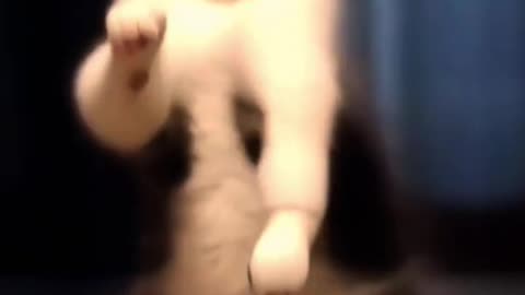 Funny cat dancing Video