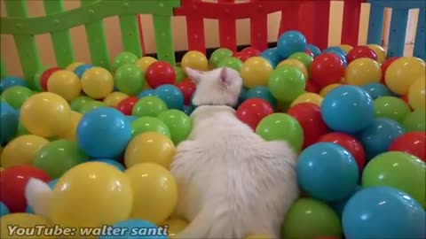 Two Cats and 500 Balls in a Ball Pit