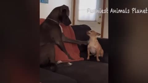 funny dogs