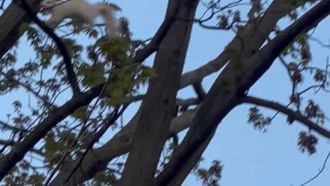 Rare White Squirrel Chased by Bird