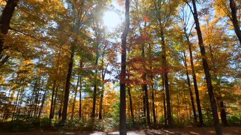 The Beauty of Peak Fall Foliage 🍁 Autumn in New England Part 1-3