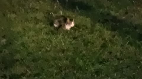 SEE A CAT AT NİGHT