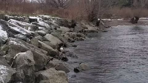 The amercian mink (Neogale vision) Ontario lakeshore,Canada