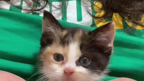 cute cat video