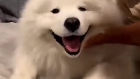 Funny dogs video