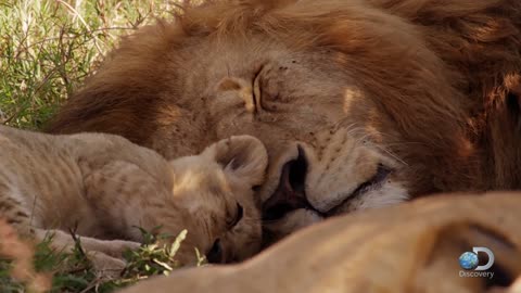 Adorable Lion playing with her childs.