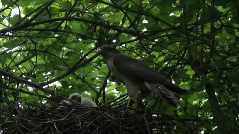 Things you need to know about SPARROWHAWKS!