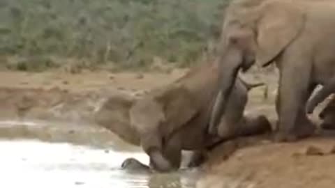 Family of elephants rescue a Baby Elephant trapped in a waterhole.