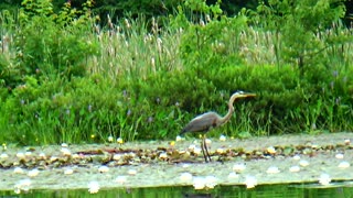 Great Blue Heron