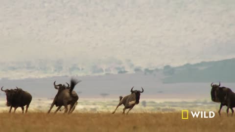 Cheetahs Takedown A Wildebeest || The Way Of The Cheetah