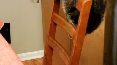 Raccoon Trapeze Artist Performs Routine on Chair Apparatus