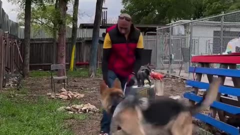 Dog training beginning.