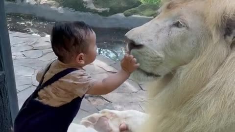 baby playing with white lion