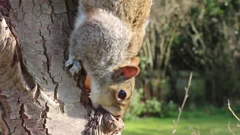 What is this squirrel doing