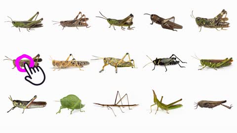 🦗 Learn Grasshopper Types in English! Types of Grasshoppers! English Names of Grasshopper Species🦗🦗🦗