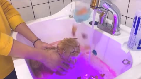 Cute bath kitten