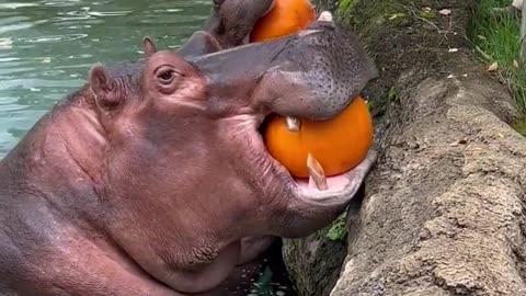 Hungry hippos enjoy pumpkin treats.