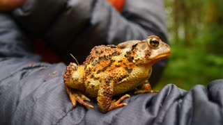 Big Orange Toad