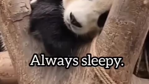 6 sign you are panda🐼🐼