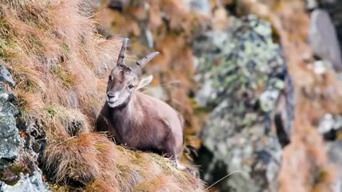 Eagles hunting Mountain goat !!! Let's watch the Eagles use their skills to catch the Mountain goat