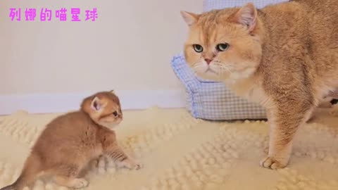 Little kitten lost control when she saw her father for the first time 😅 #funny #cat #cats