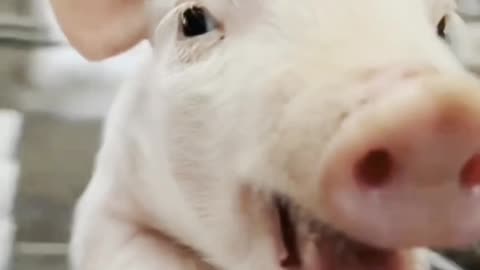 Cute Pig / funny video