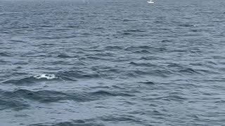 Massive Group of Whales Feeding Off the Coast of Cape Cod