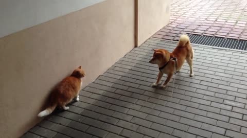 Shiba Inu will mit Katze spielen