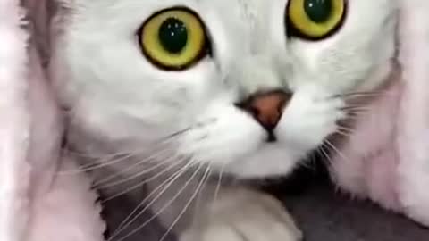 Baby cats - OMG So Cute Cats - Best Funny Cat Videos