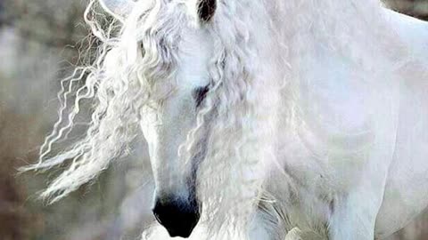 Diamond-White Horse In Heaven Dream from End-time Larry, Pre-Trib Rapture is SOON!