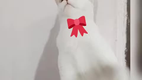 Cat StMerry Christmas