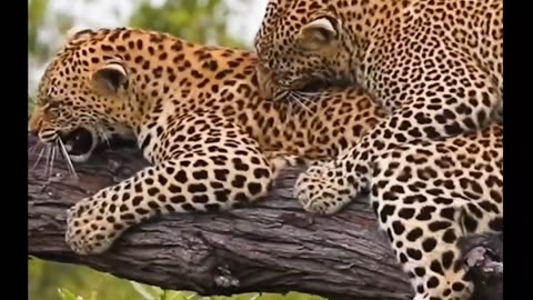 Young Leopard Pounces on Resting Mother