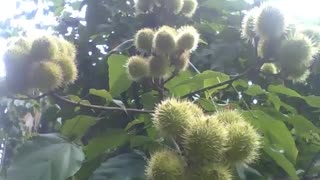 5 bunches with many annatto fruits in the botanical garden, still green [Nature & Animals]