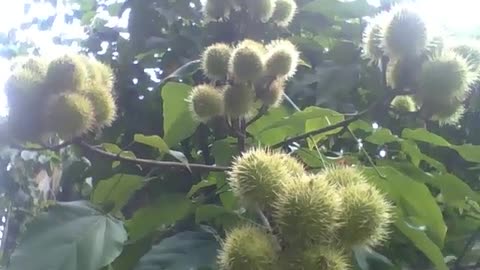 5 bunches with many annatto fruits in the botanical garden, still green [Nature & Animals]