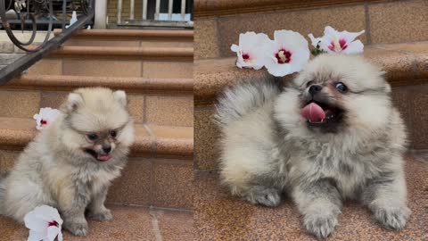 Cute puppy is playing with white hibiscus