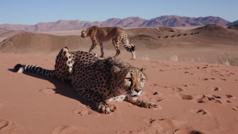 Cheetah animal moment