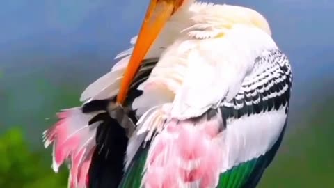 A YELLOW BILLED STORK