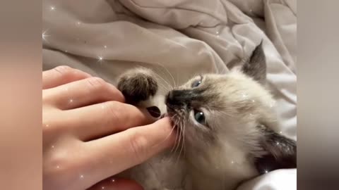 How This Kitten's Reaction To A Surprise Will Make You Smile