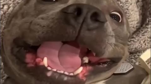 Great dog video Funny Dog