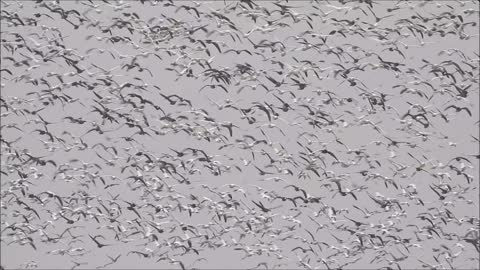 Snow Geese Henderson Kentucky