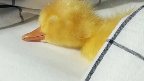 🐥 Duckling regrets the night before featuring @ducks_in_space