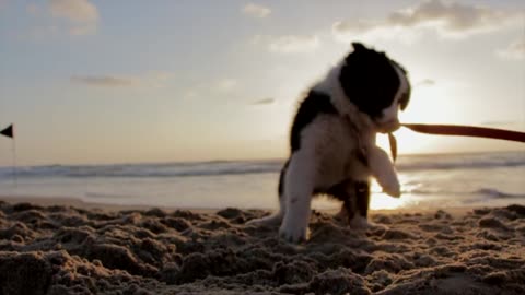 Adorable Puppy's Playful Tug of War Biting and Battling Its Collar Sling