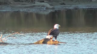Eagle On The Water
