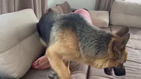 Gorgeous German Shepherd Protects Owner Sleep