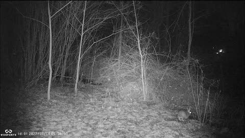 Backyard Trail Cam - Rabbit