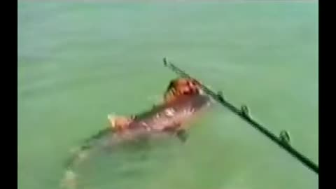 Dog Attack Shark dangerous Tiger shark