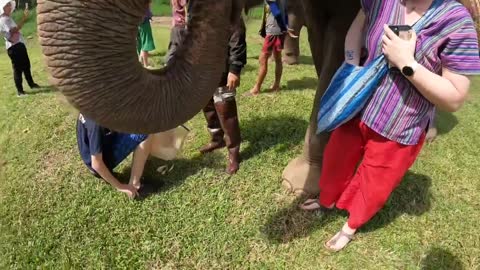 Feeding Happy the Elephant and her friends